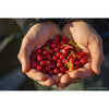 Hands holding a pile of red berries against a blurred background