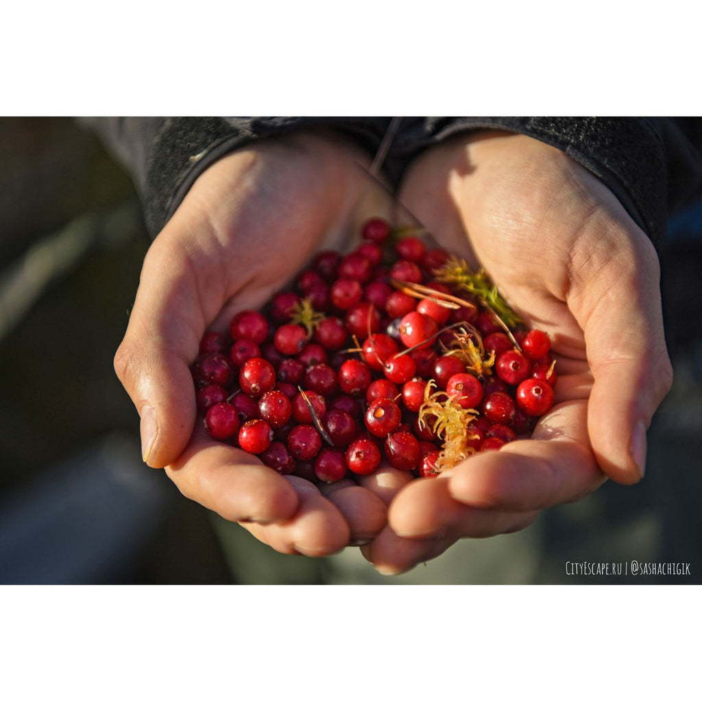 Hands holding a pile of red berries against a blurred background